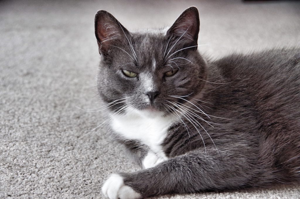 grey kitty